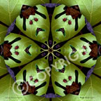 Ladybug Flower Mandala